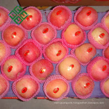 chinese fuji apple price fresh apple exporter
